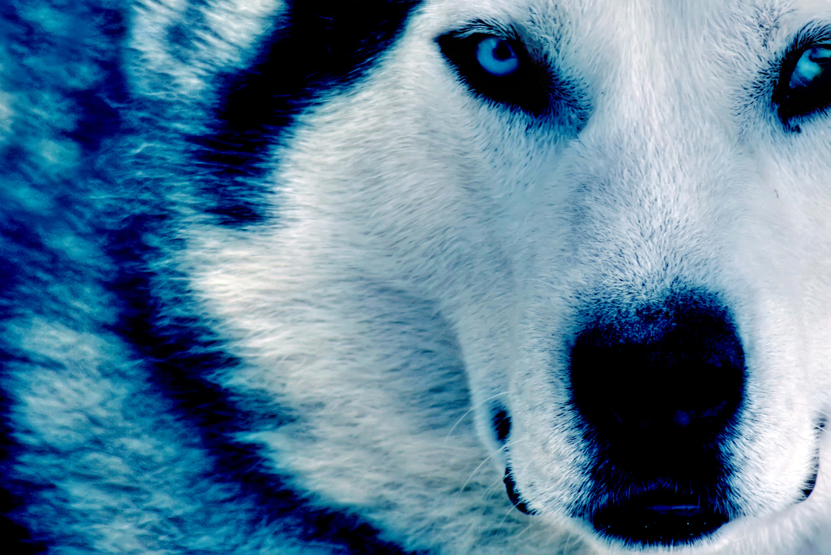 Valiente y Poderoso, Este Lobo Genial Está Listo para Dominar Fondos de pantalla