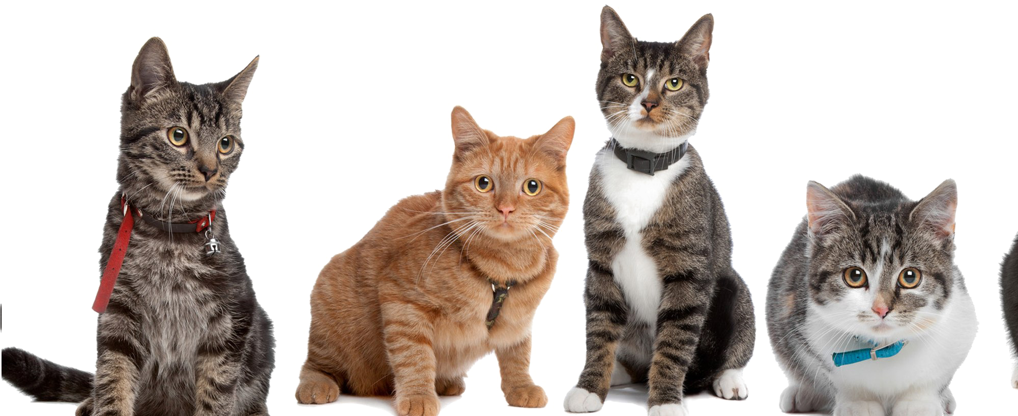 Variedad de Gatos Posando Fondos de pantalla