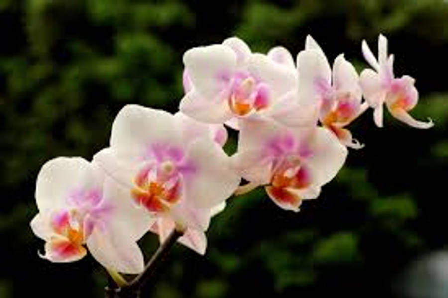 Variedad de Orquídea Espoa Fondos de pantalla