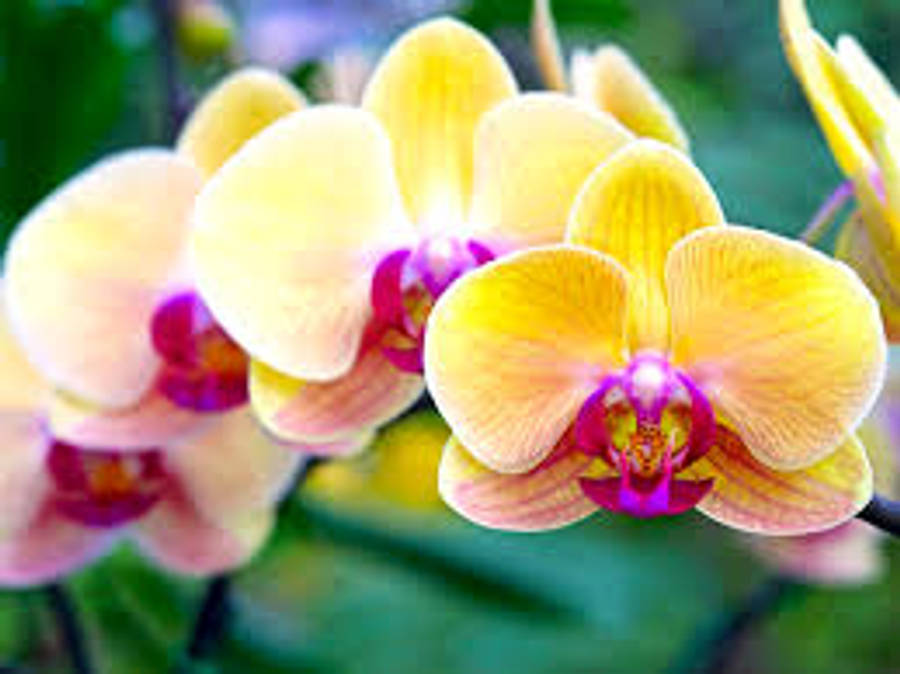 Variedad de Orquídea Mariposa Amarilla Fondos de pantalla