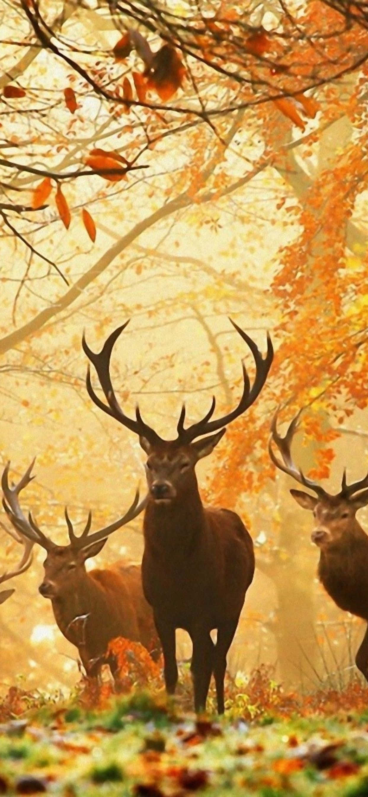 Venado en el bosque con hojas otoñales Fondos de pantalla