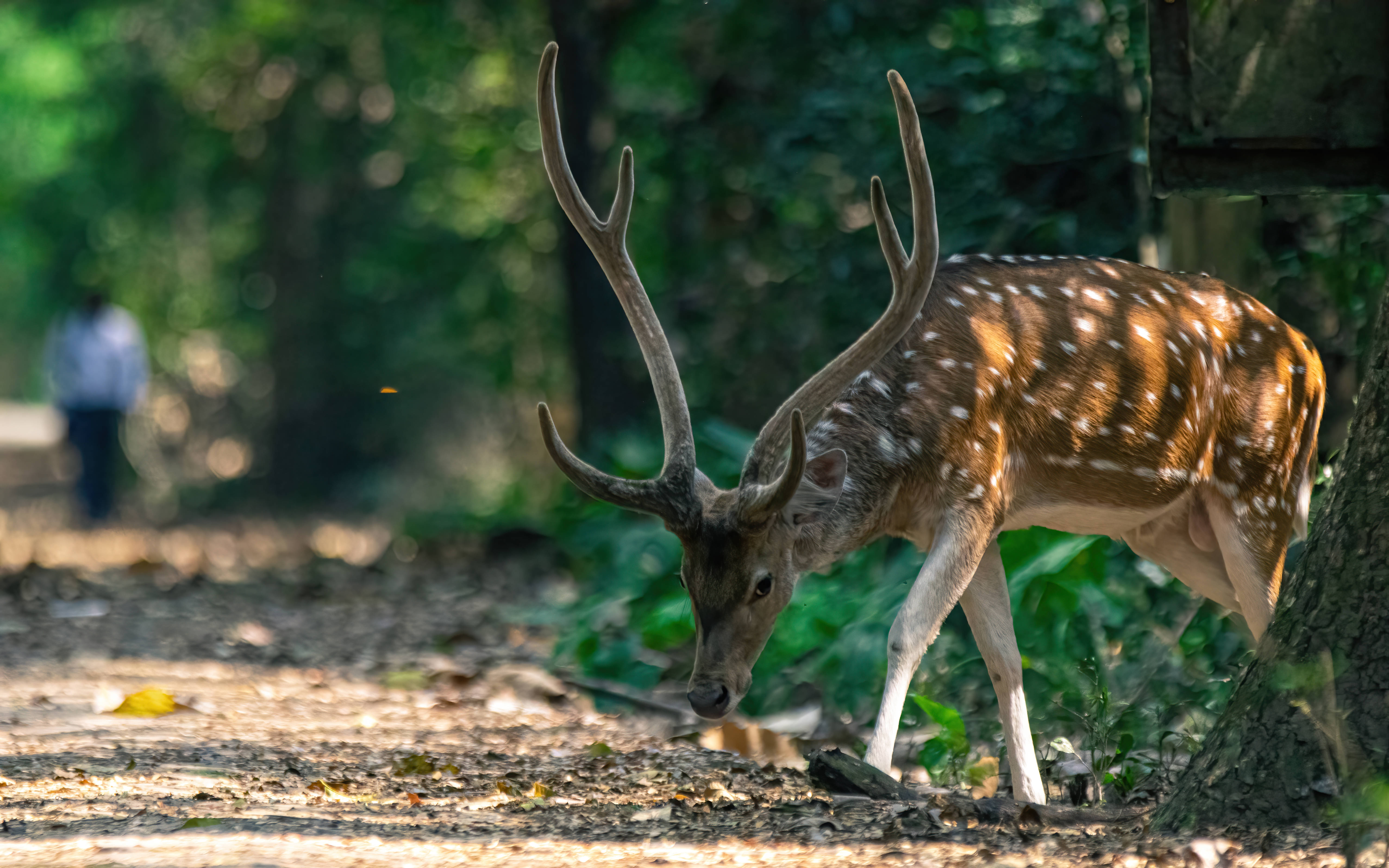 Venado Salvaje Lindo para Escritorio Fondos de pantalla