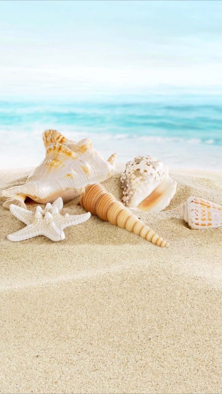 Verano en la Playa para iPhone con Conchas Marinas Fondos de pantalla