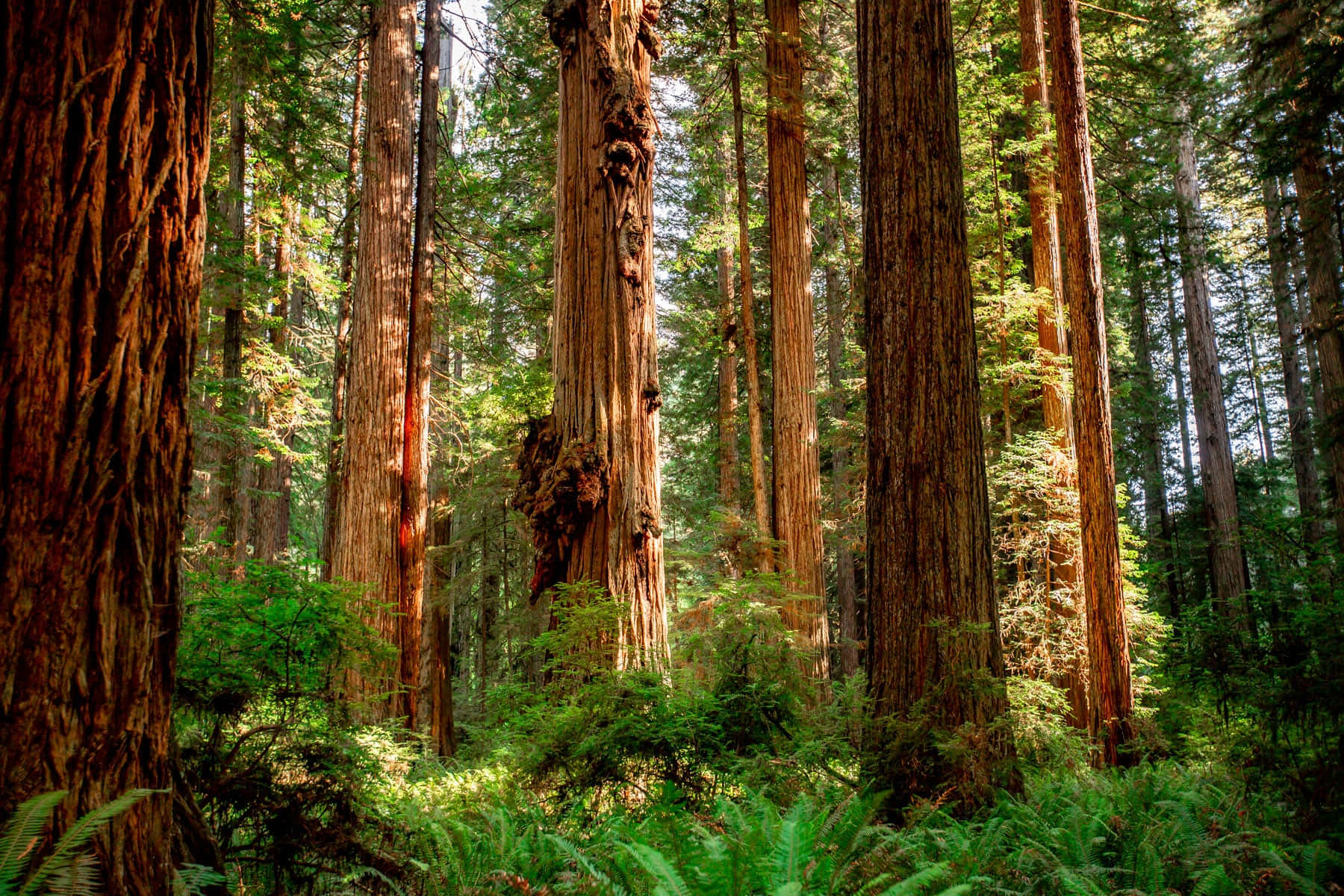 Verdor Exuberante del Parque Nacional Redwood Fondos de pantalla