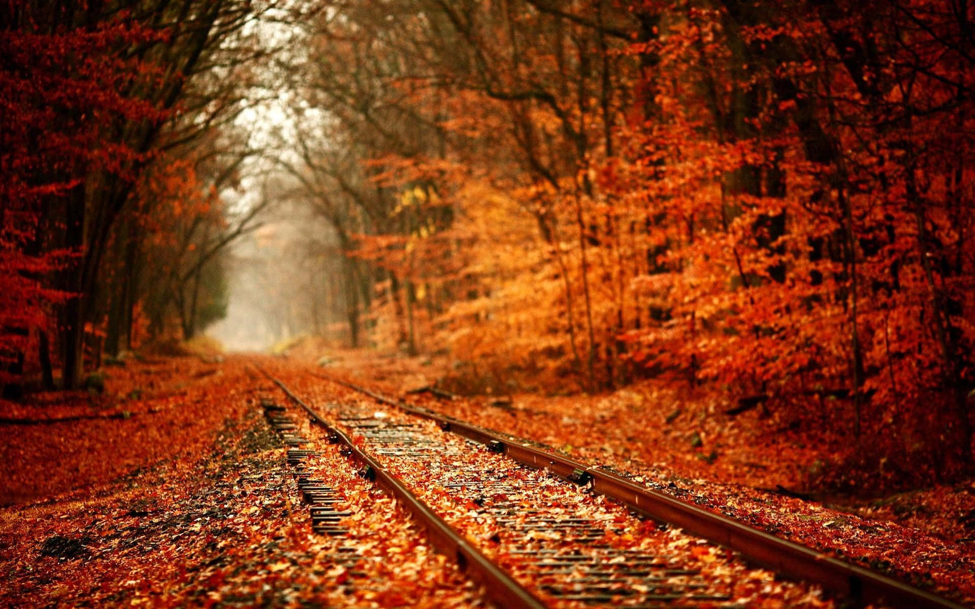 Vías de tren con colores otoñales y hojas Fondos de pantalla