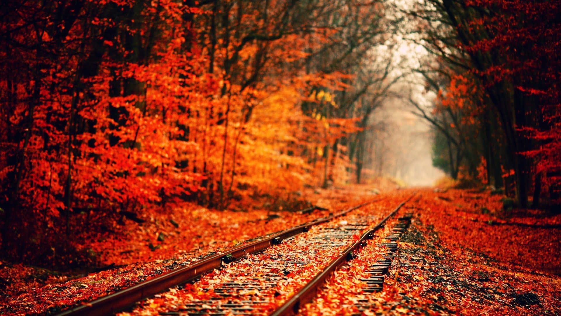 vías de tren en el bosque con hojas rojas Fondos de pantalla