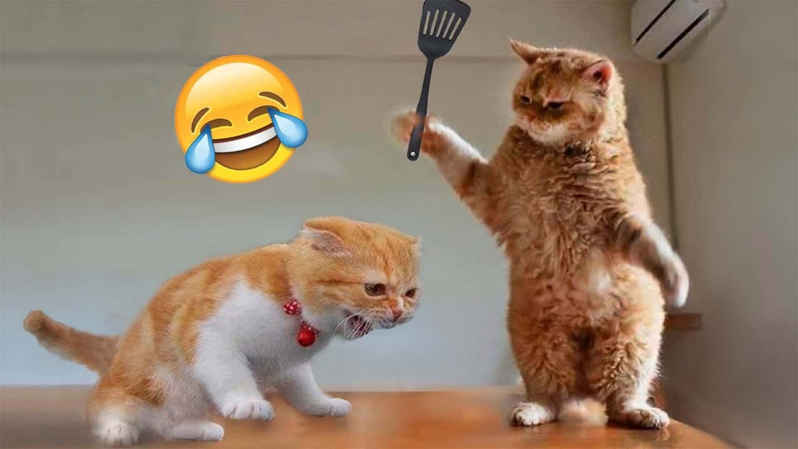 Vibes de Fin de Semana: Gatos Divertidos Relajándose Fondos de pantalla