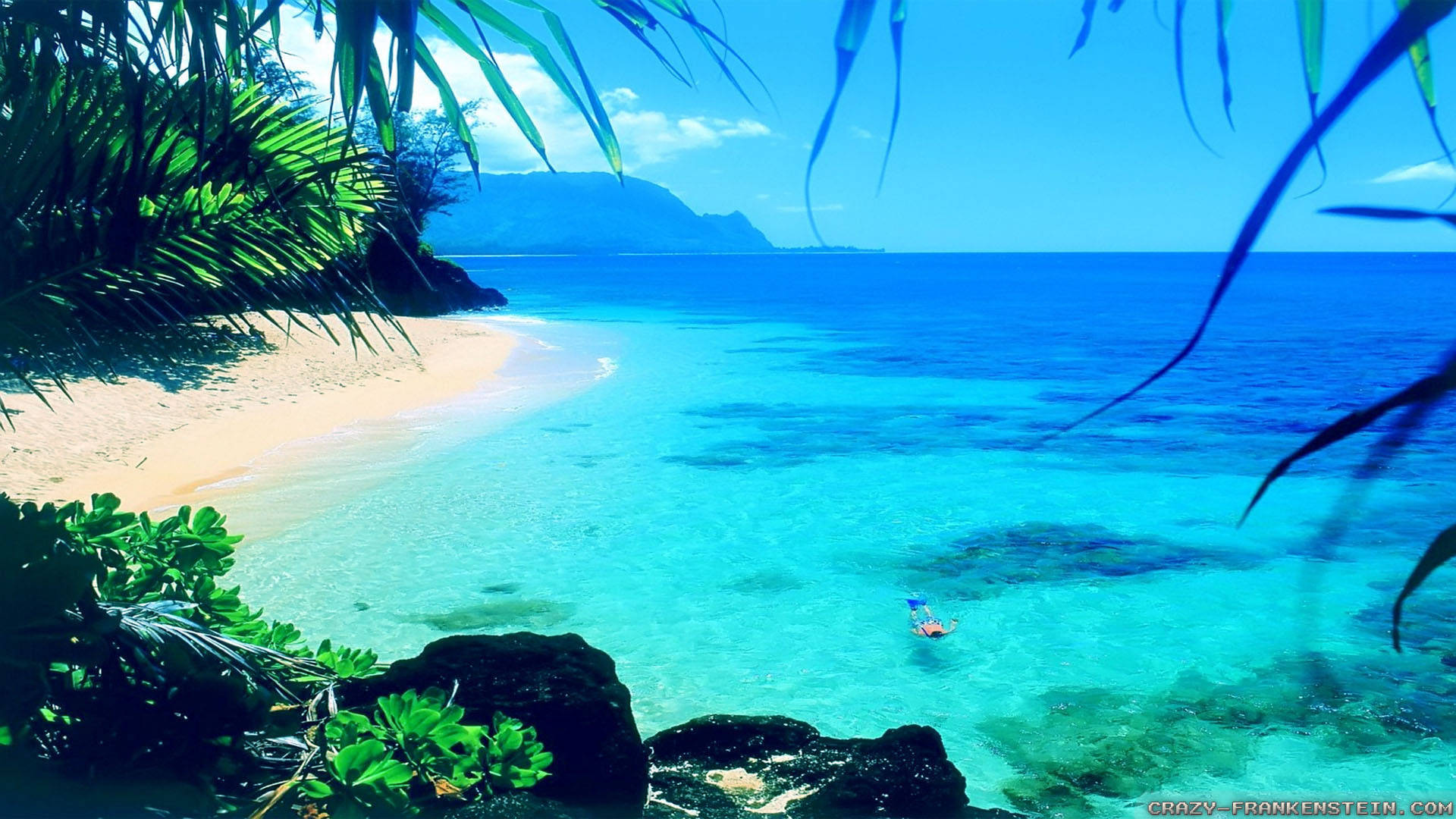 Vibra de Verano en su Máxima Expresión Natural Fondos de pantalla
