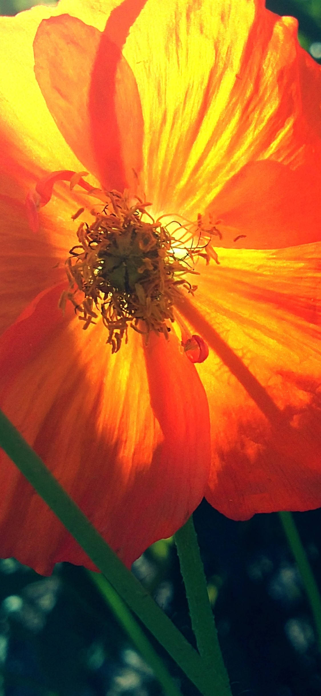 Vibrante Amapola Naranja Fondos de pantalla