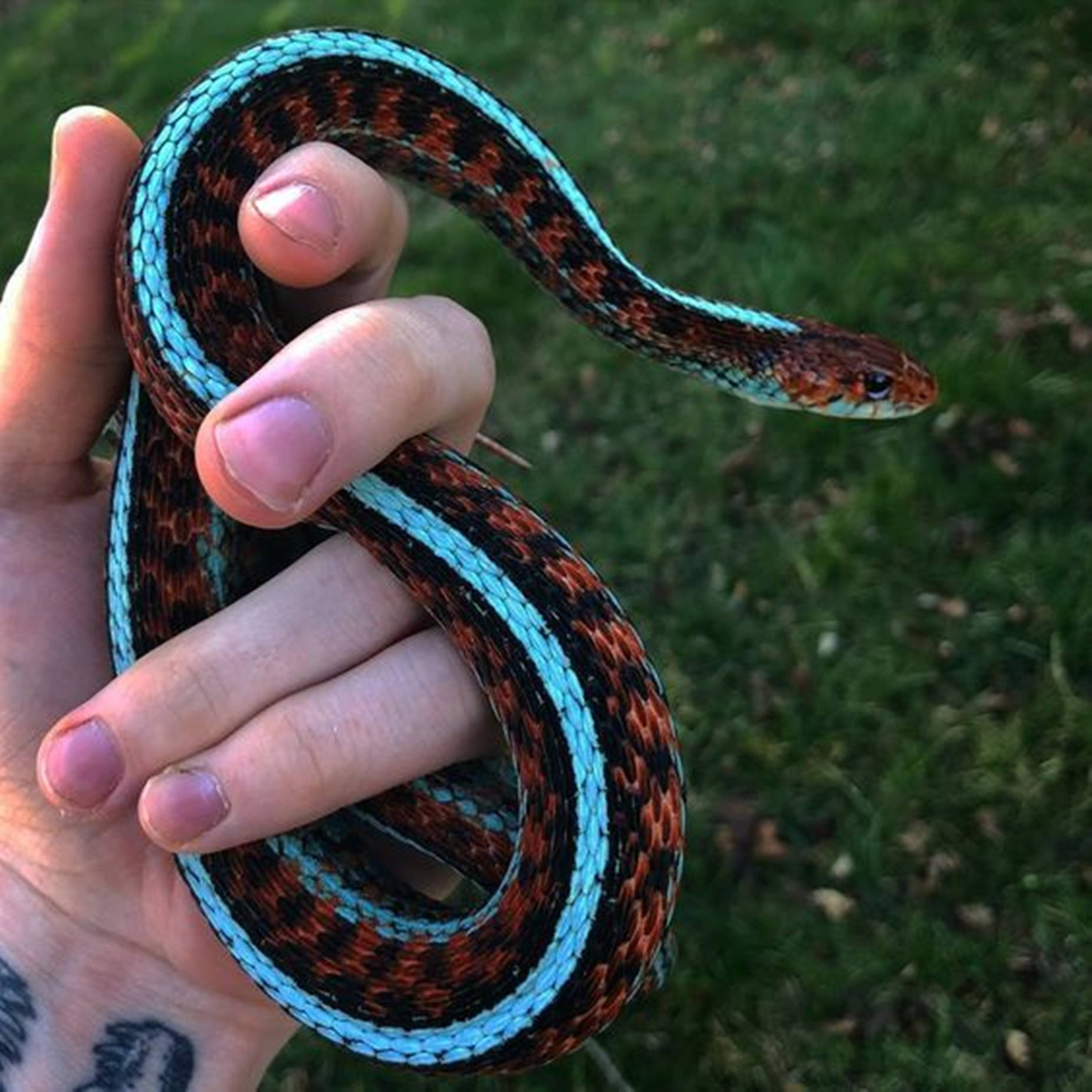 Vibrante Serpiente Ligera de California Azul Neón Fondos de pantalla