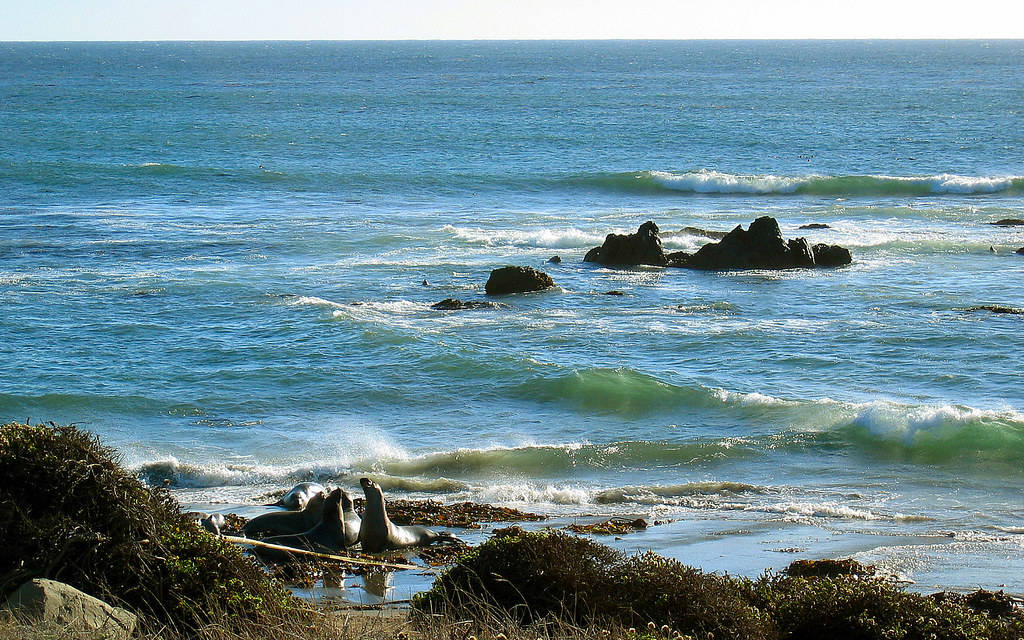 Vida Silvestre de San Simeón Fondos de pantalla