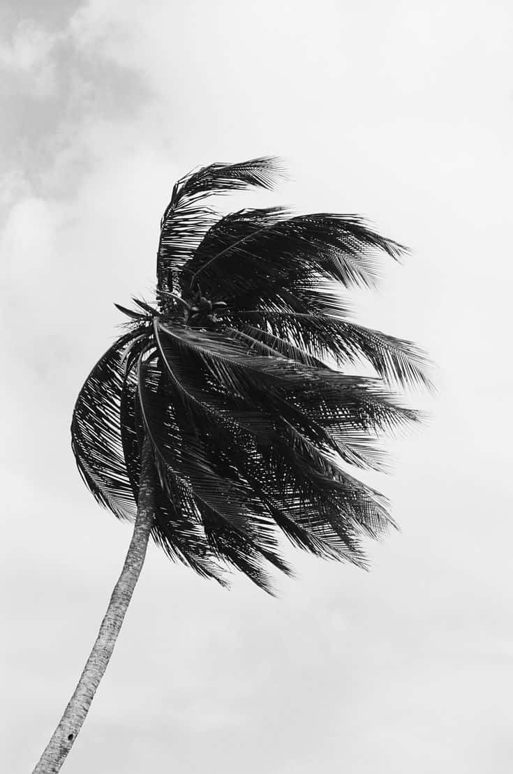 Viendo más allá de los límites del blanco y negro. Fondos de pantalla