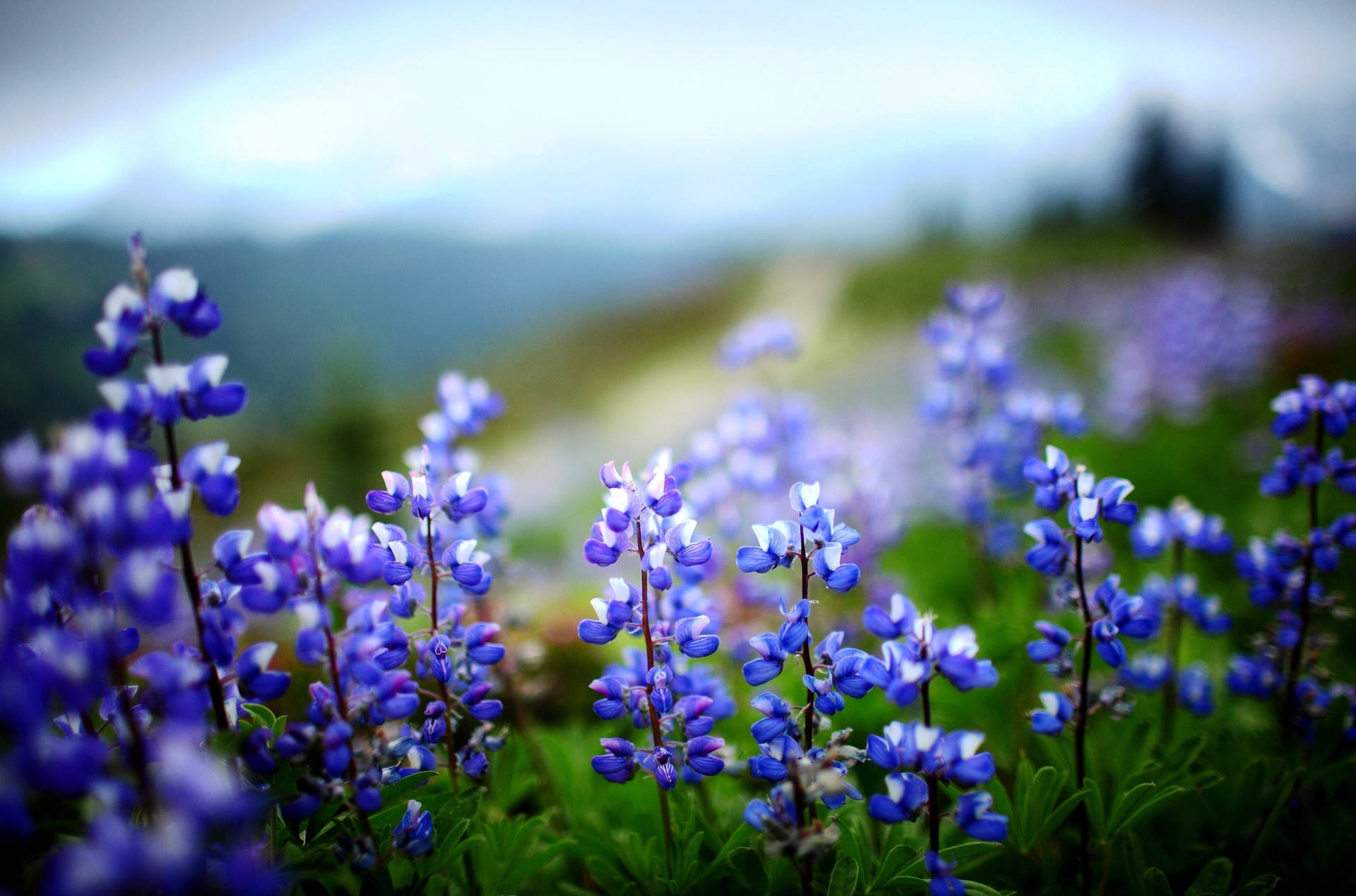 Violetas Afiladas en Floración