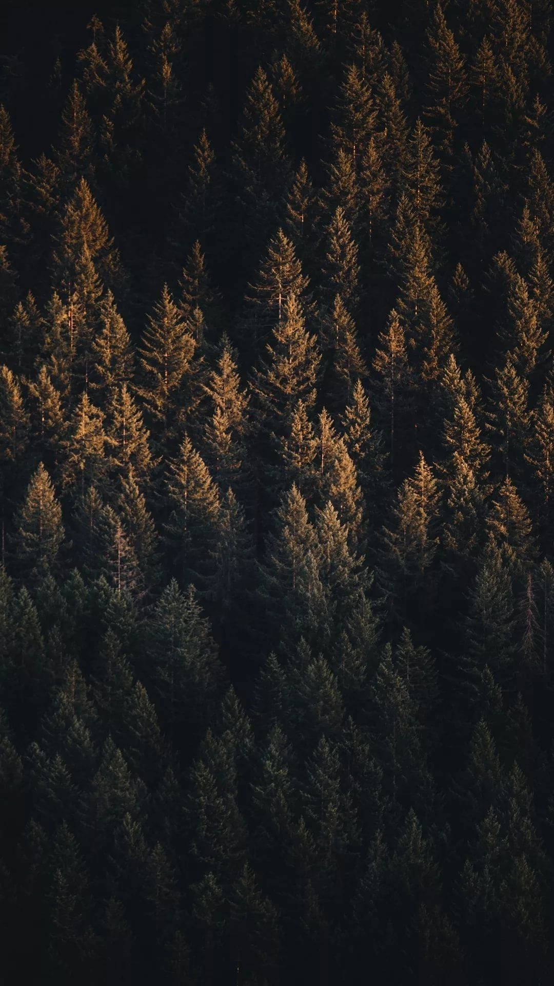 Vista aérea de bosque de pinos verdes para iPhone Fondos de pantalla