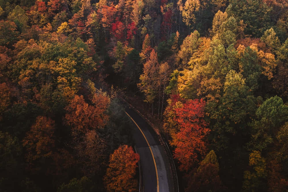 vista aérea de una carretera en otoño Fondos de pantalla