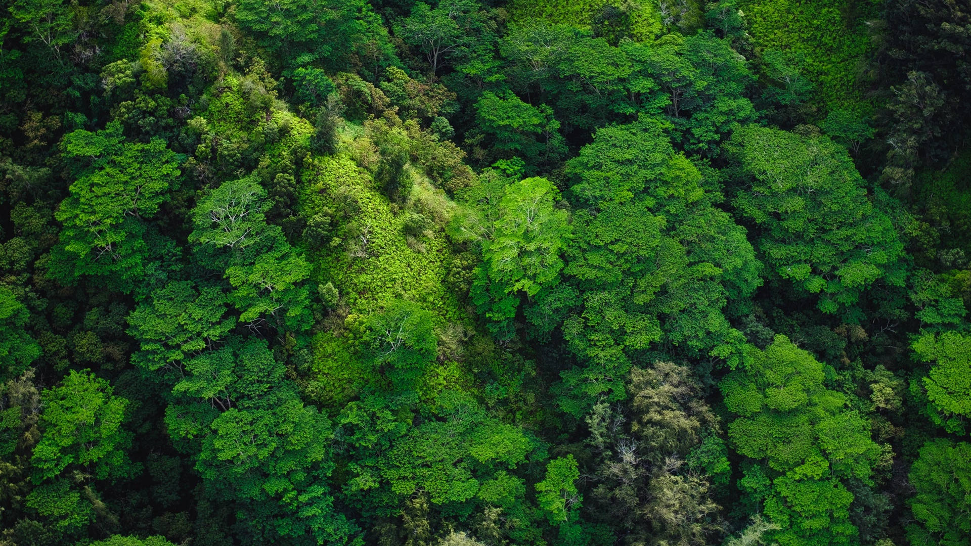 Vista Aérea del Bosque Fondos de pantalla