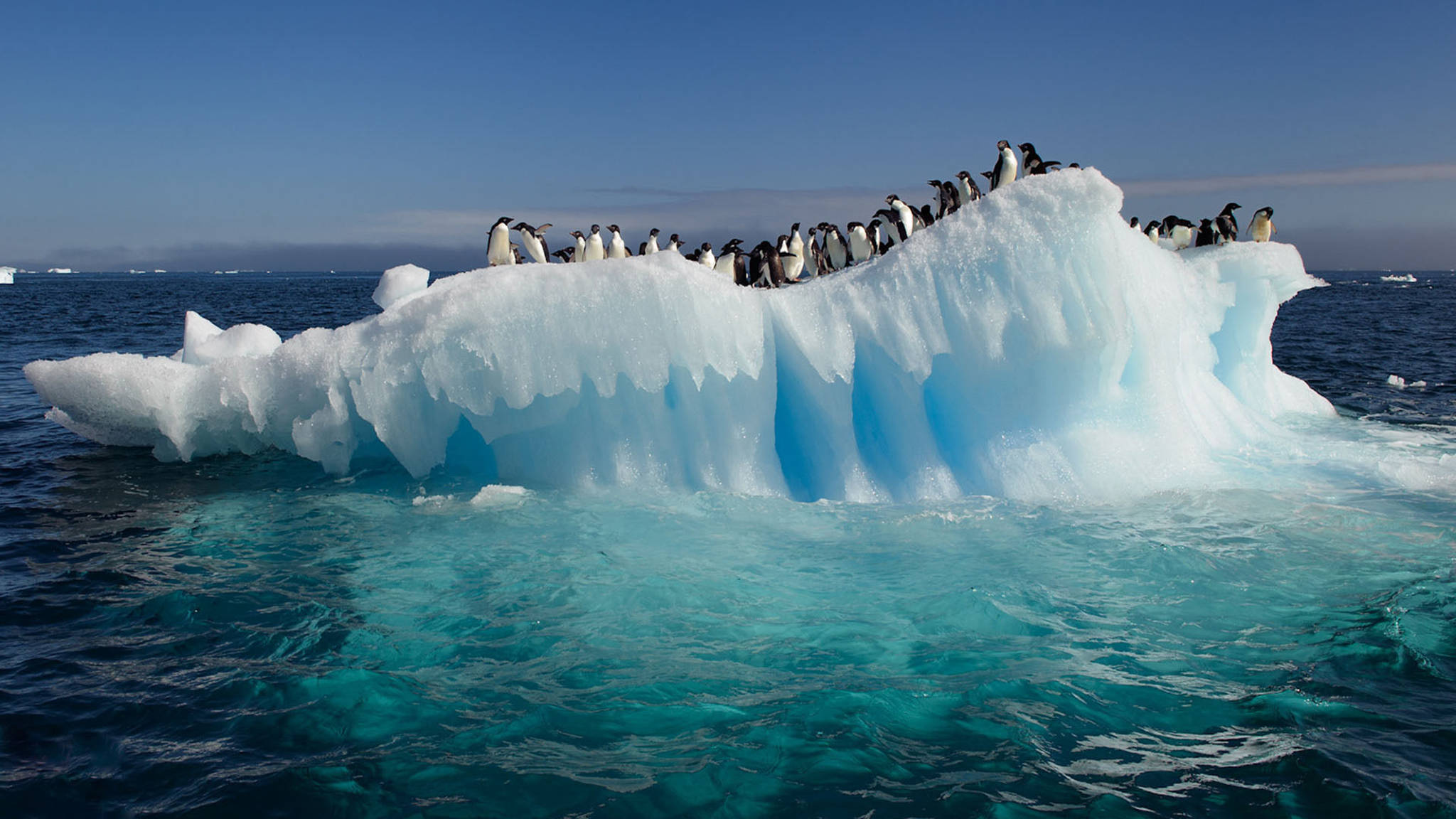 Vista al océano con pingüinos en iceberg Fondos de pantalla