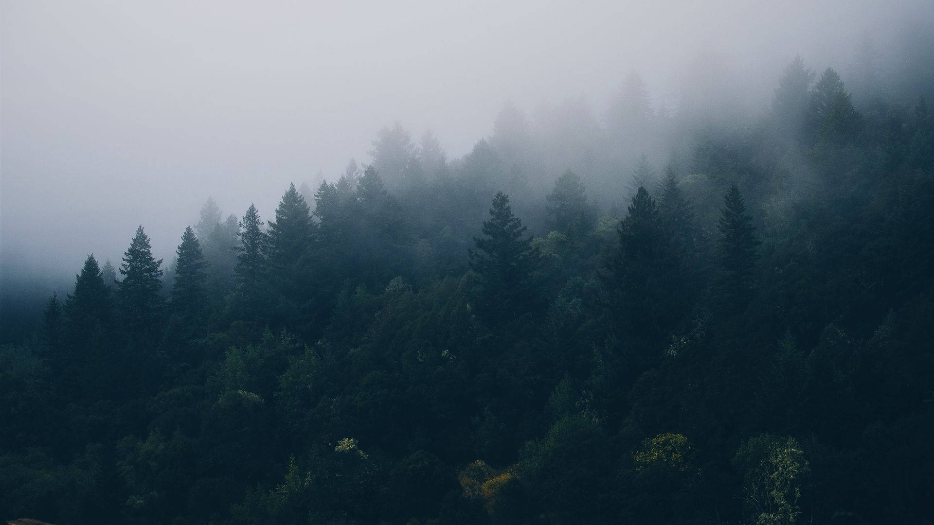 Vista de Bosque Neblinoso Oscuro Fondos de pantalla
