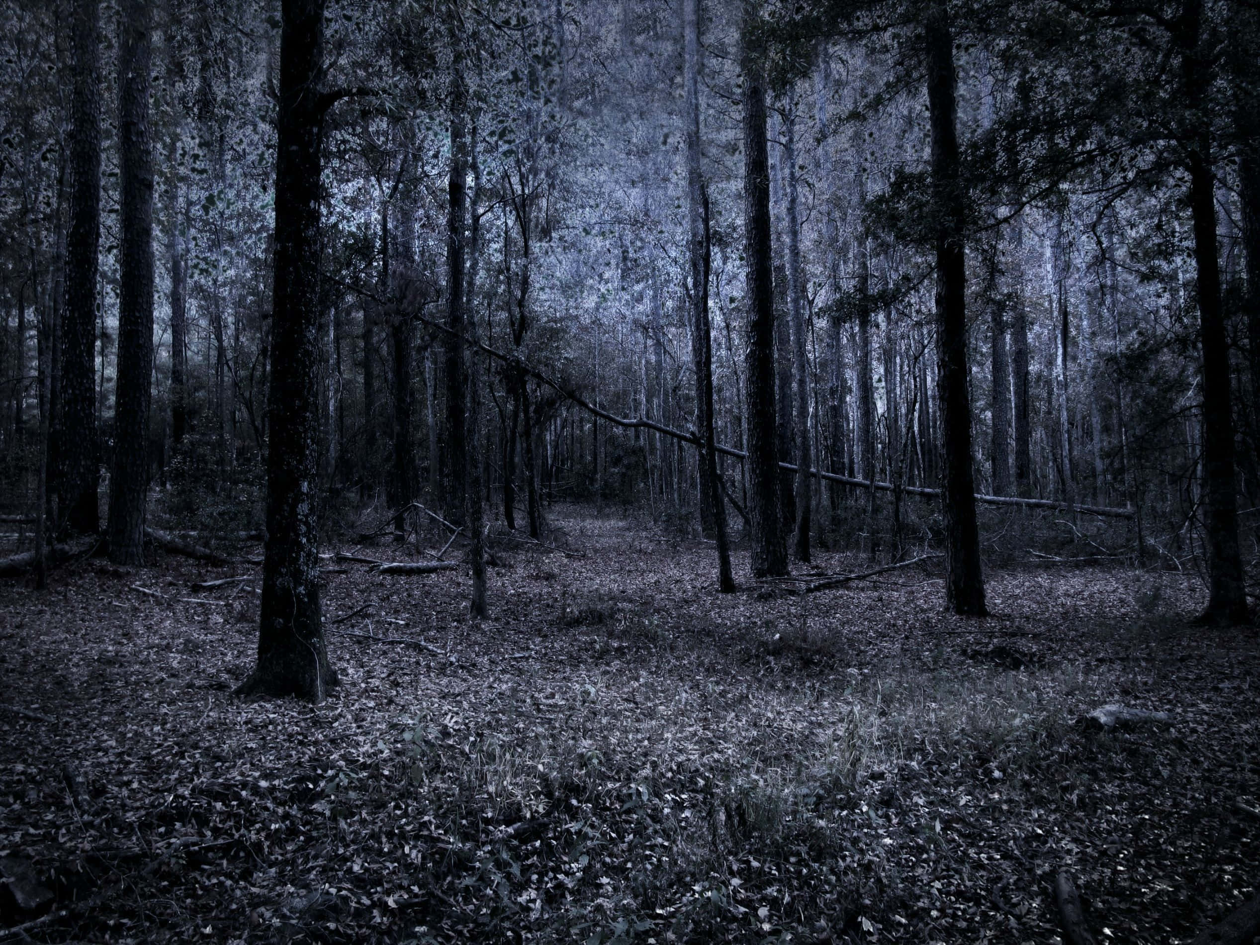 Vista de bosque oscuro y deprimente Fondos de pantalla