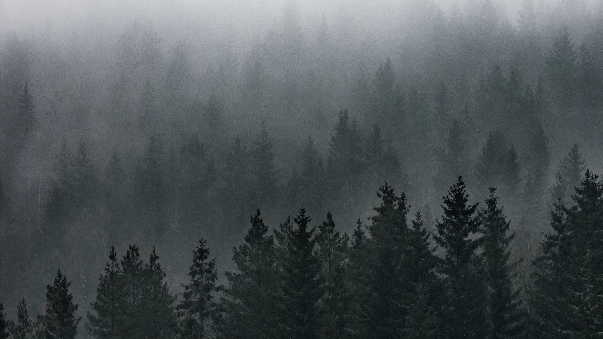 Vista del bosque brumoso Fondos de pantalla