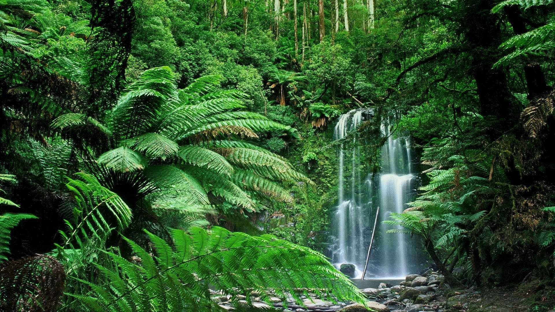 Vista del bosque con cascada Fondos de pantalla