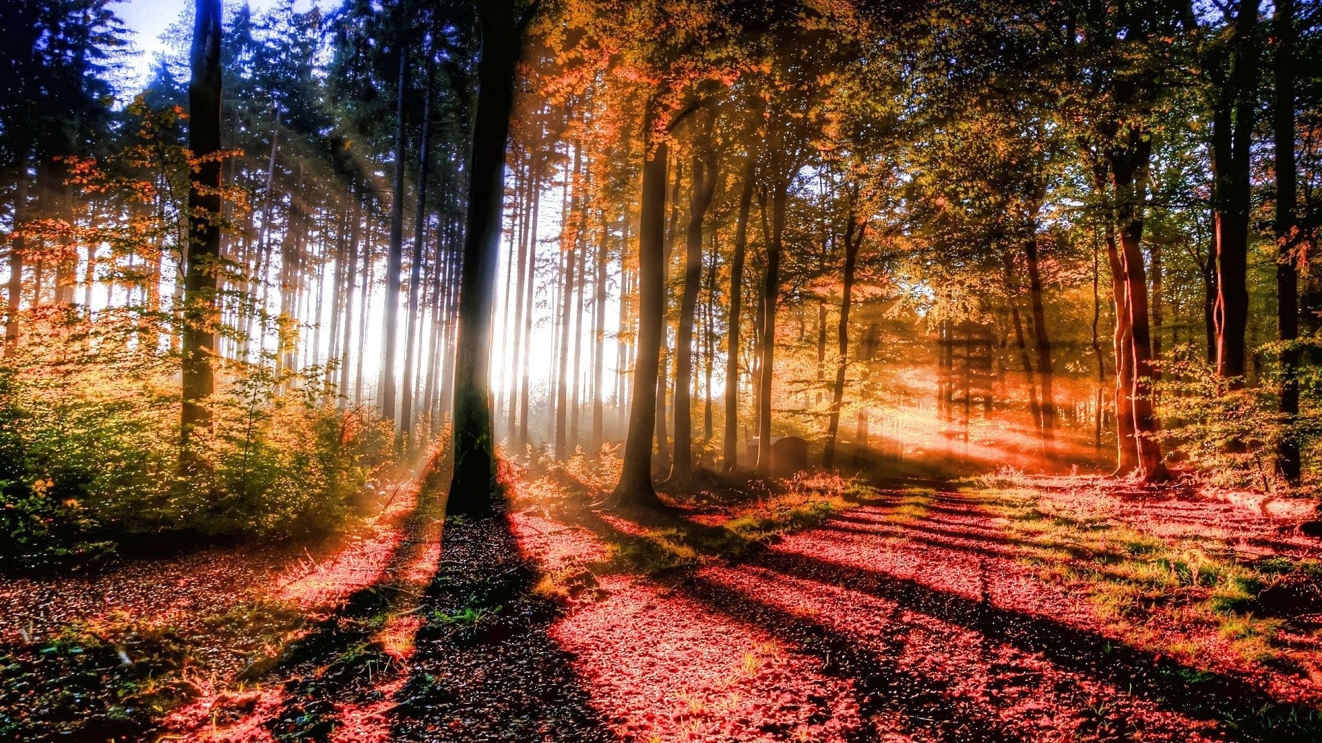 Vista del bosque con luz solar brillante Fondos de pantalla