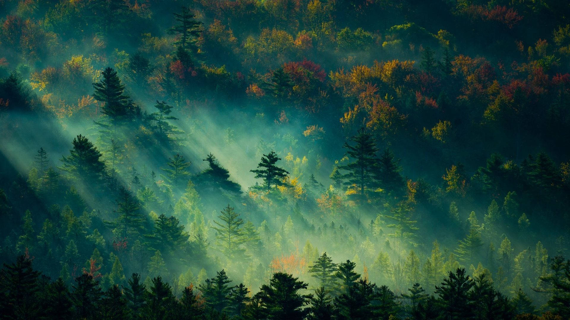 Vista del Bosque con Luz Solar Fondos de pantalla