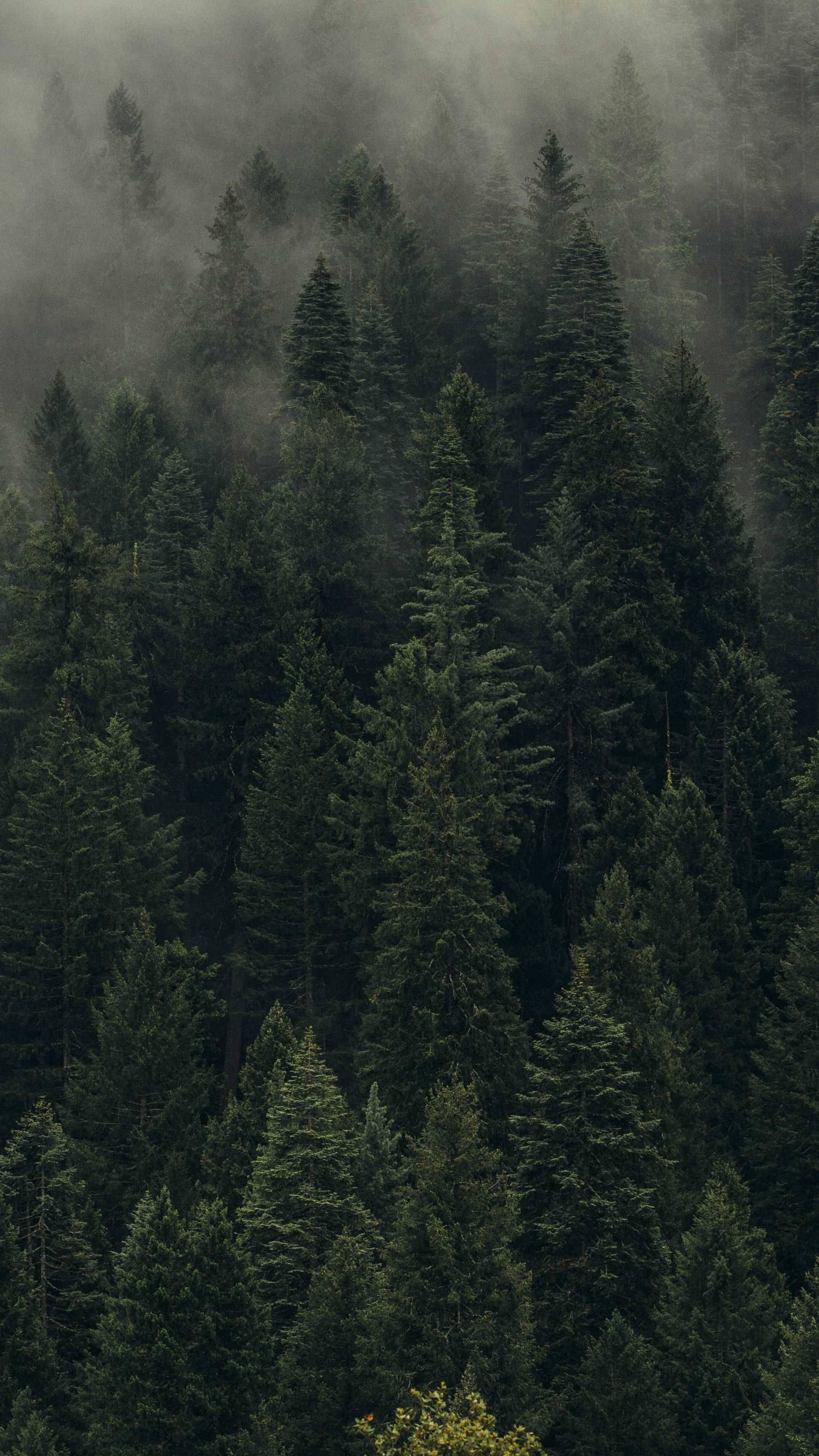 Vista del bosque de pinos Fondos de pantalla