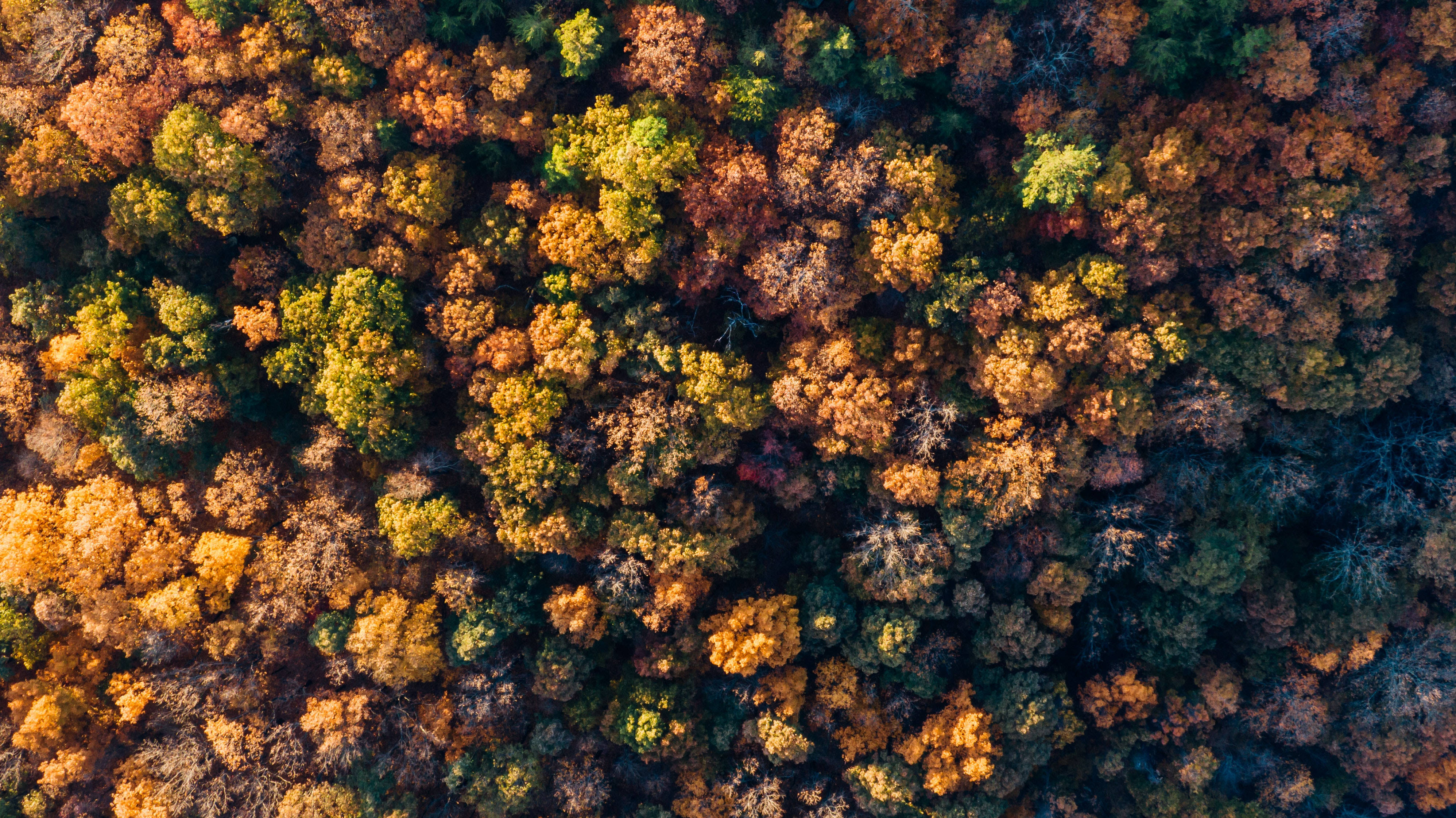 Vista del Bosque en Otoño Fondos de pantalla