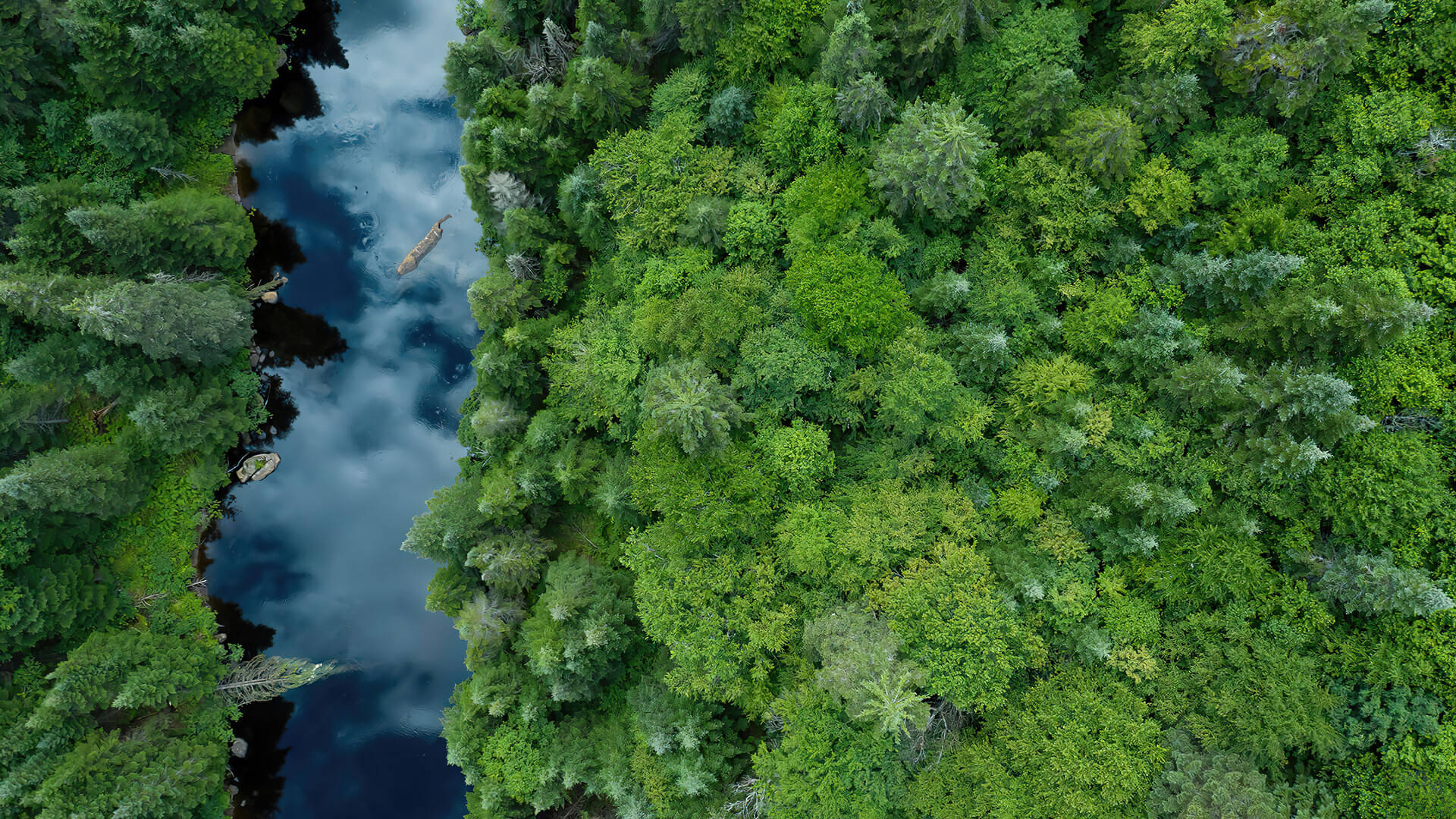 Vista del bosque con reflejo del cielo Fondos de pantalla