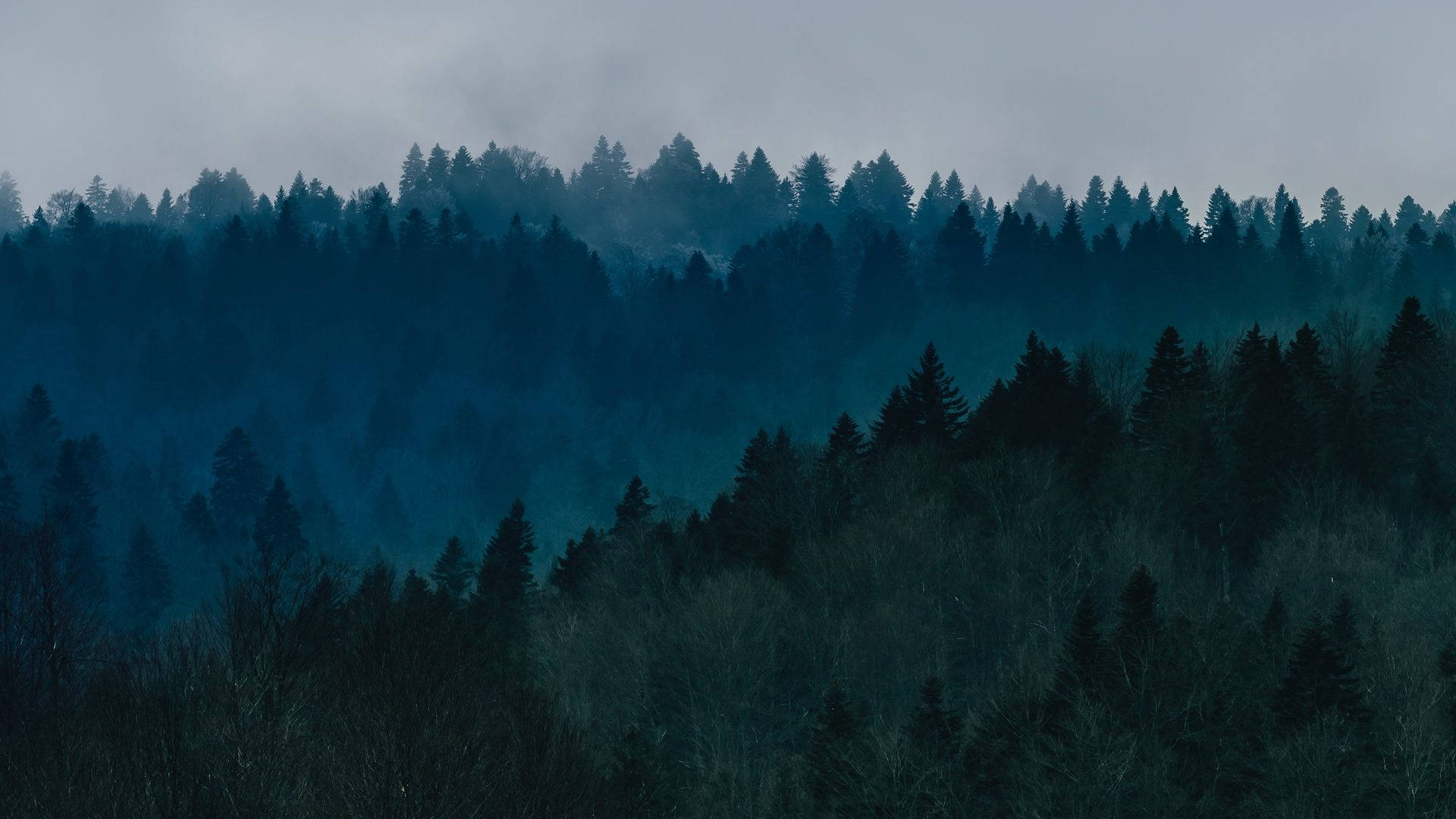 Vista del Bosque con Niebla Fondos de pantalla