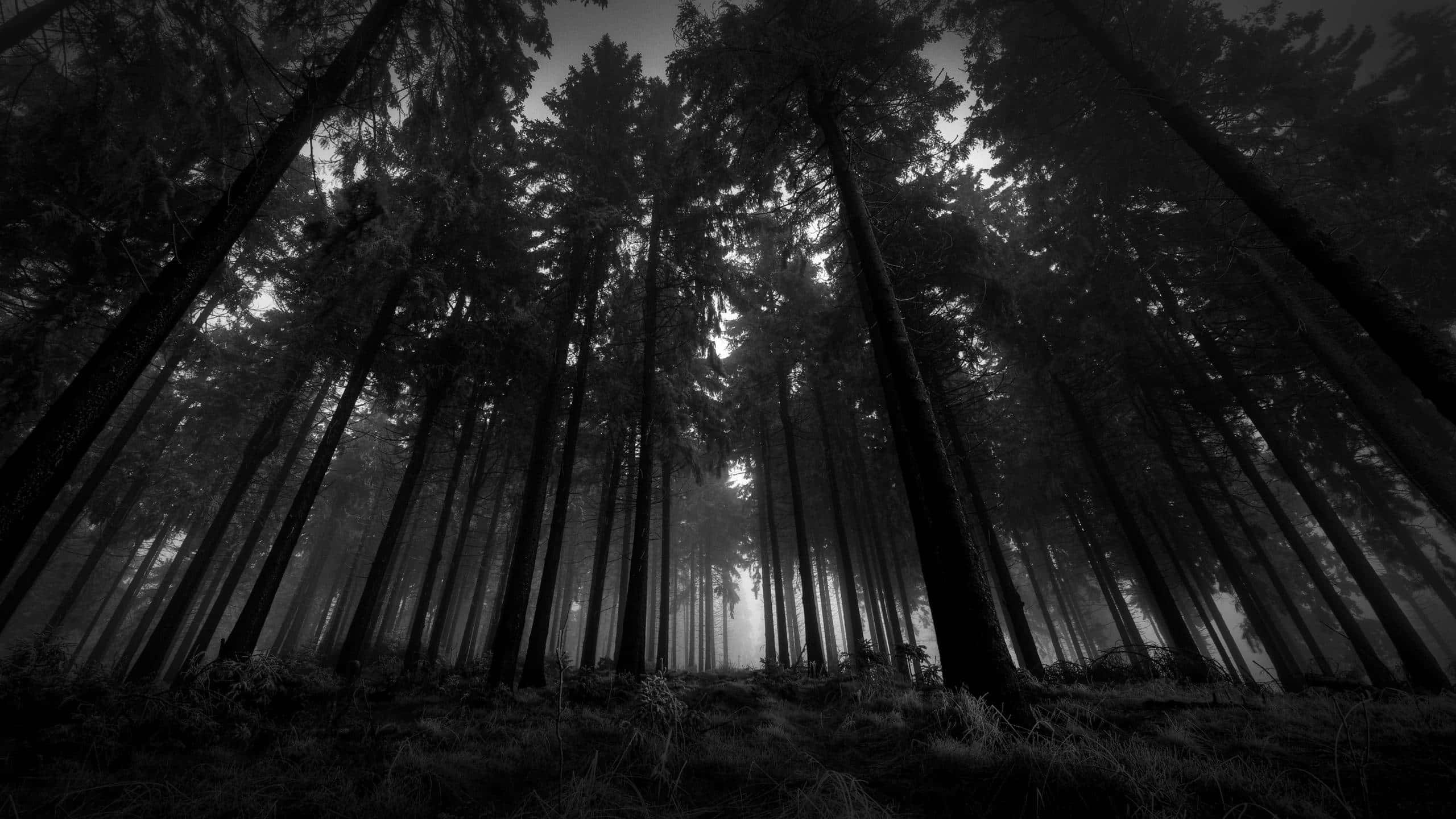 Vista encantada del Bosque Oscuro Fondos de pantalla