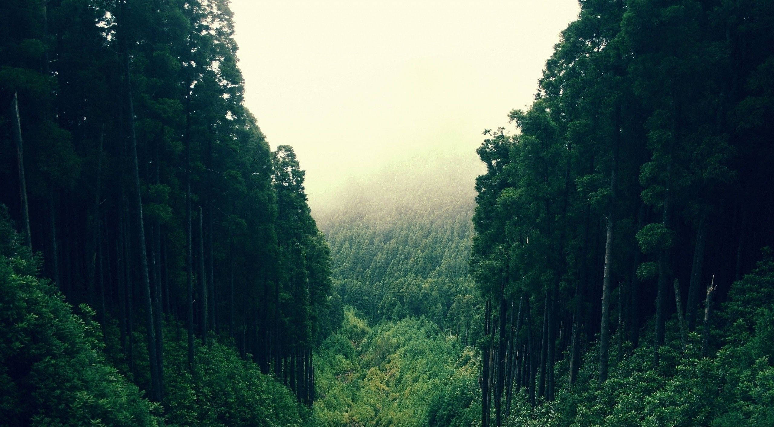 Vista majestuosa del bosque Fondos de pantalla