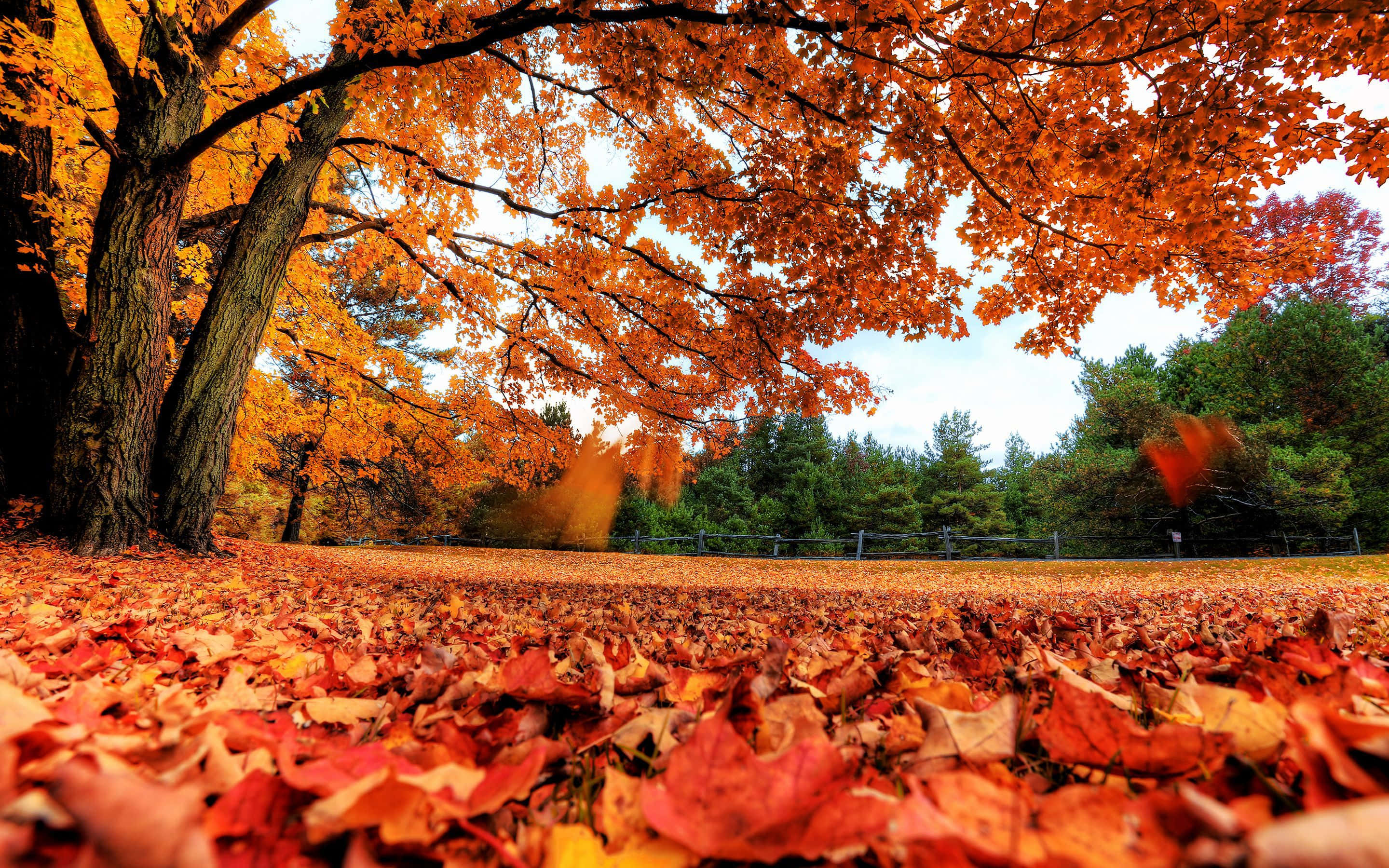 Vista Pintoresca de Otoño en Ángulo Bajo para Pantalla de Laptop Fondos de pantalla