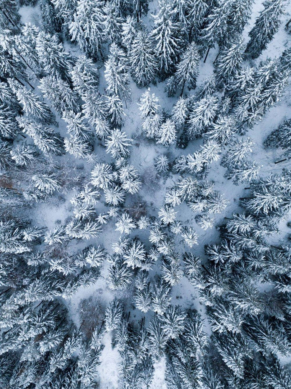 Vista superior de bosque nevado para iPad Pro Fondos de pantalla