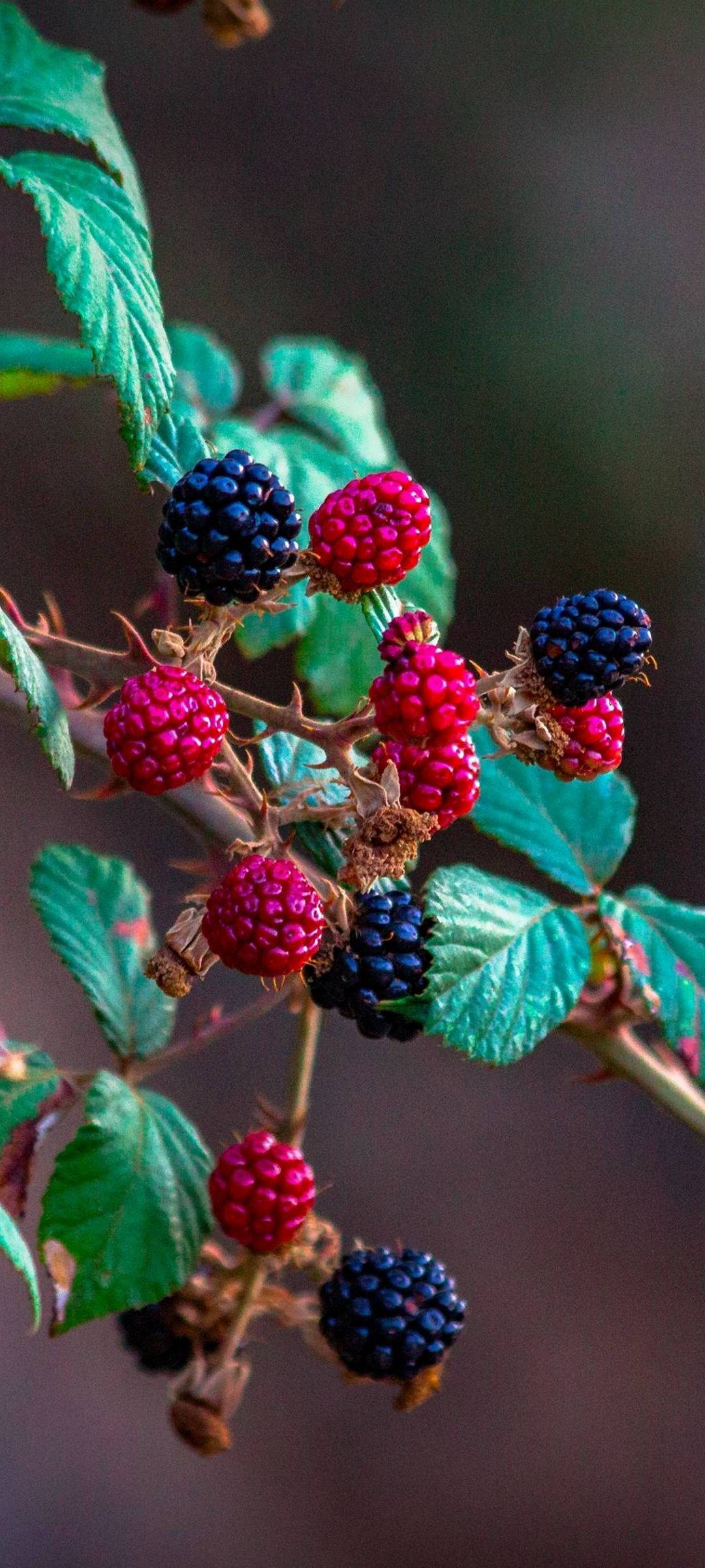 Vivo V20 Arbusto de Moras Fondos de pantalla