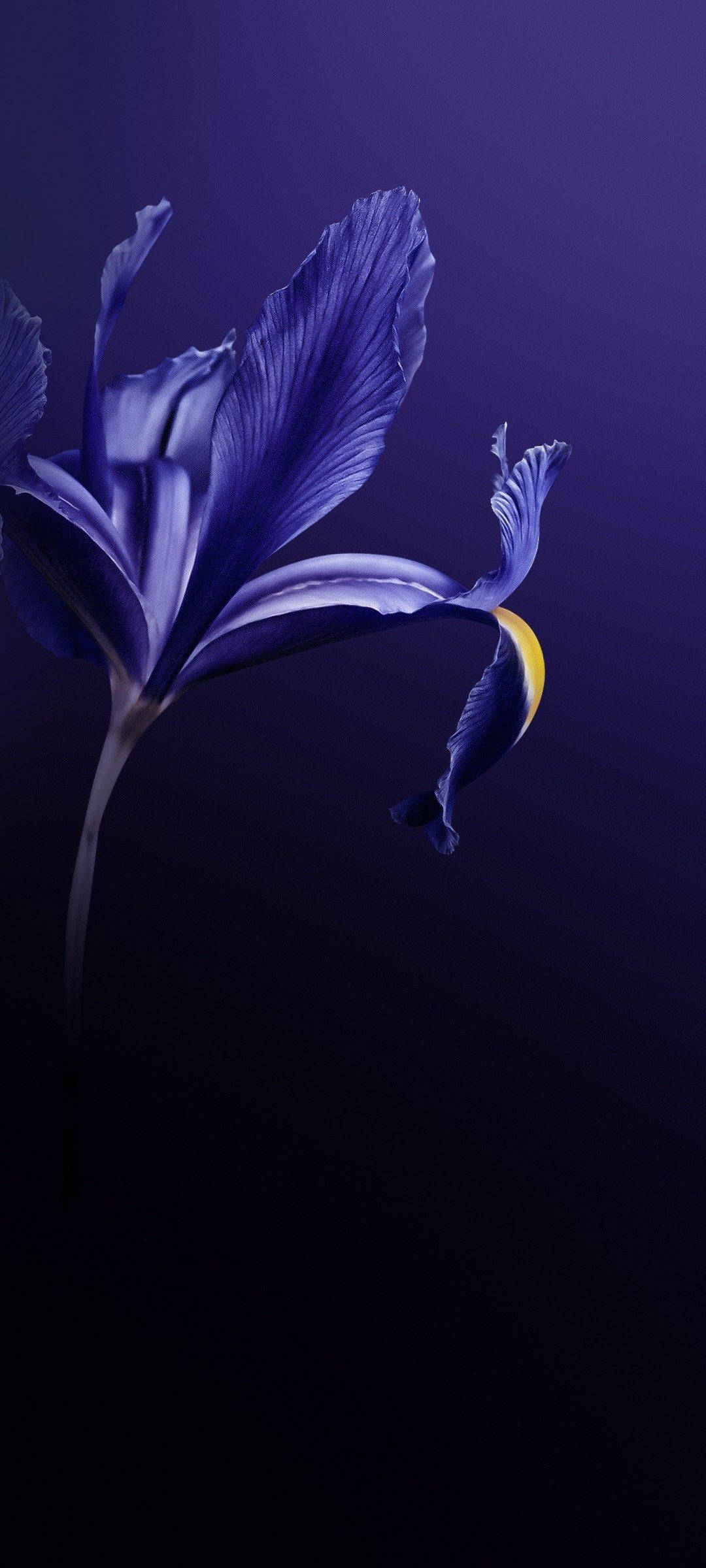 Vivo V20 Flor Púrpura Fondos de pantalla