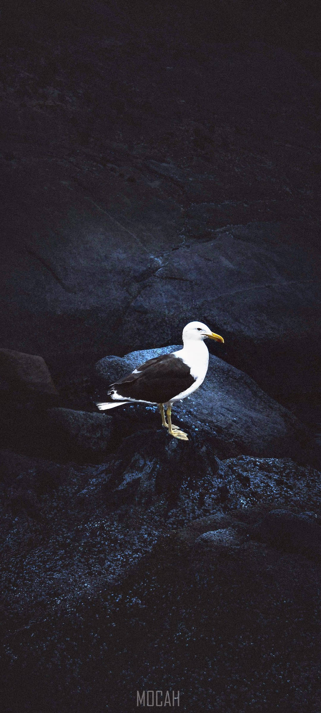Vivo V20 Gaviota en Rocas Fondos de pantalla