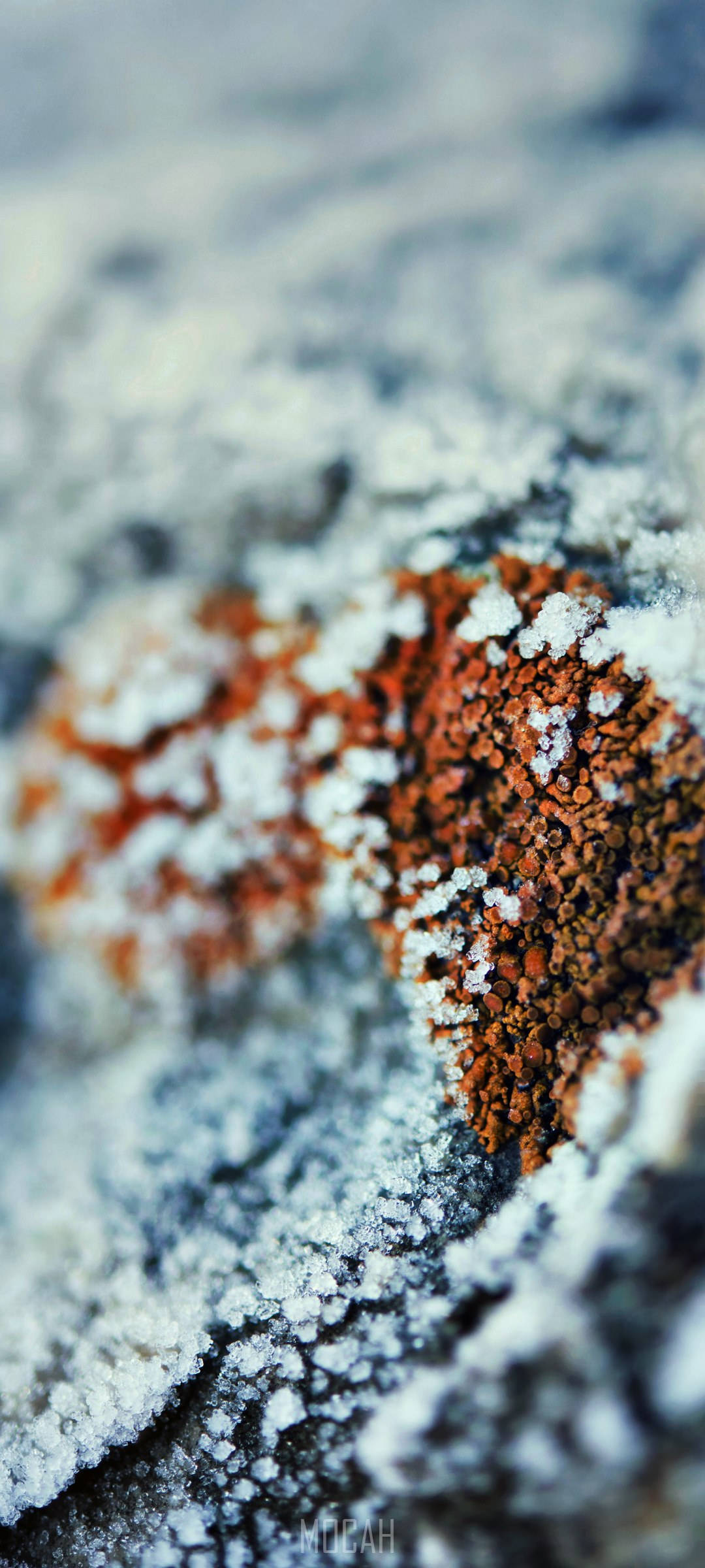 Vivo V20 Musgo Nevado Fondos de pantalla
