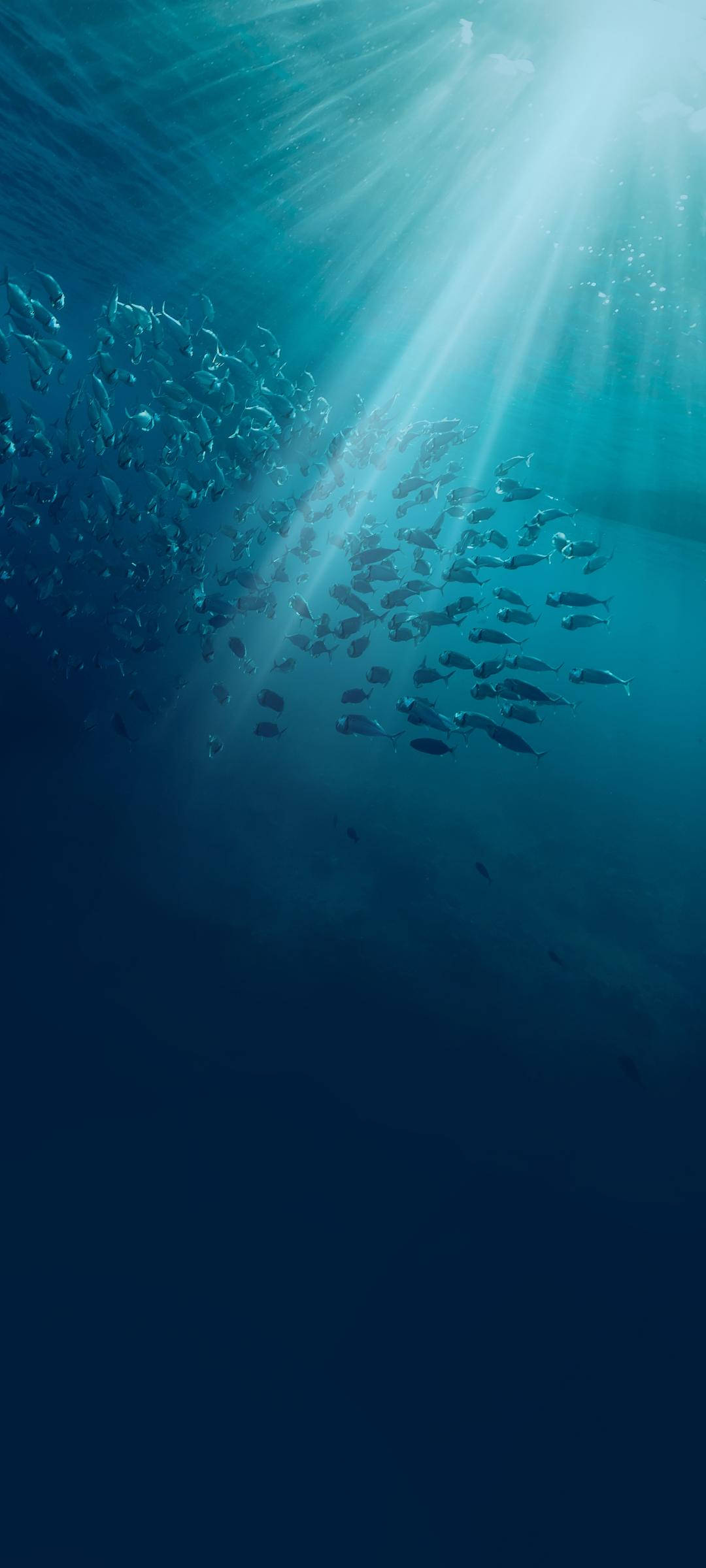 Vivo V20 Peces Submarinos Fondos de pantalla