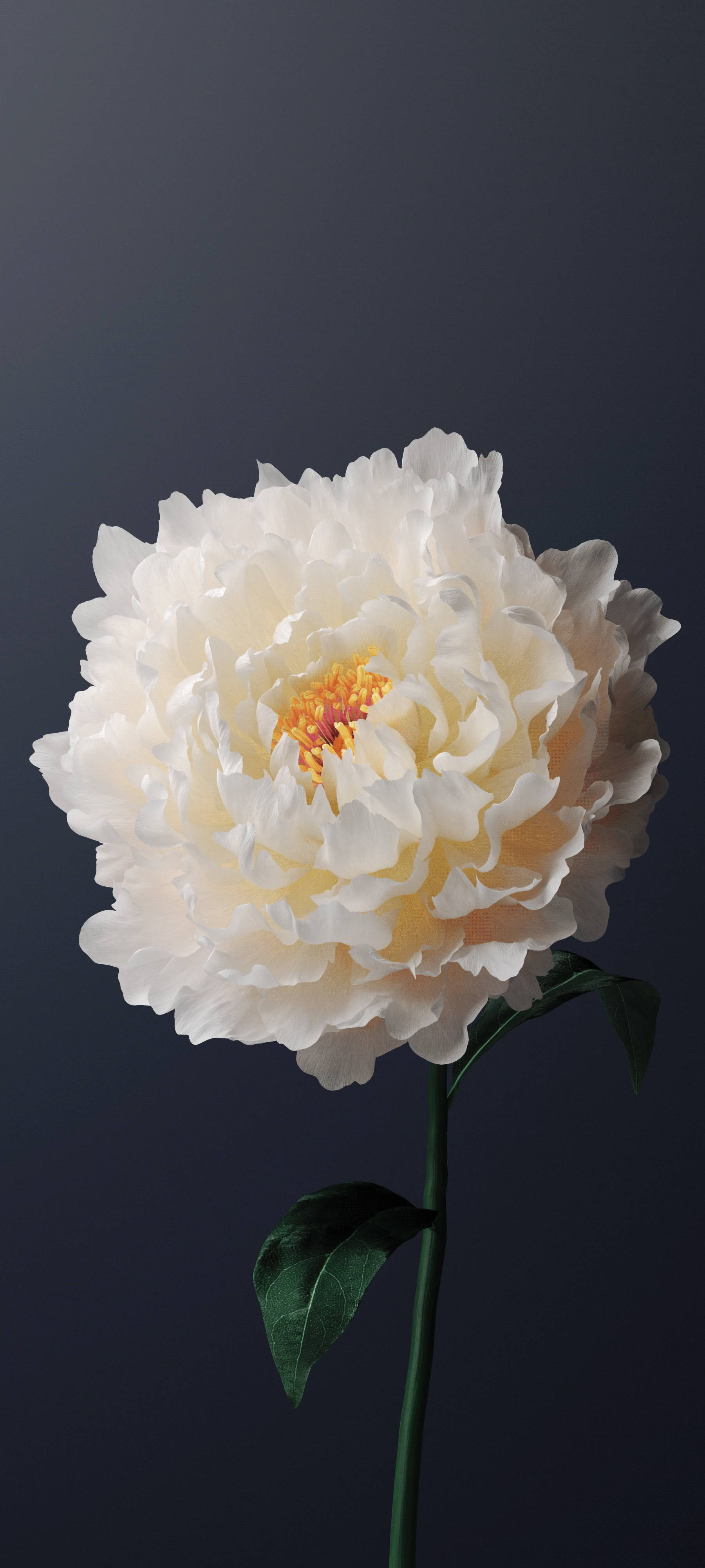 Vivo Y11 Flor de Peonía Blanca Fondos de pantalla