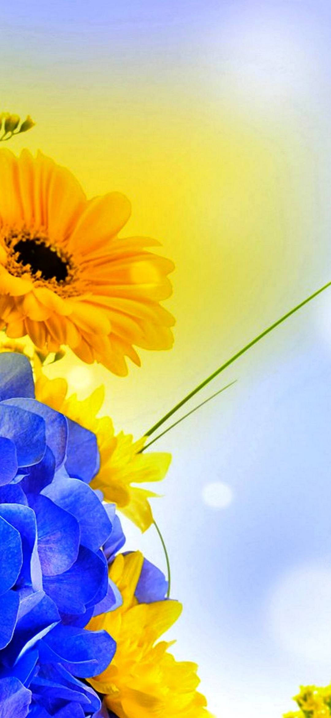Vivo Y11 Girasol Fondos de pantalla