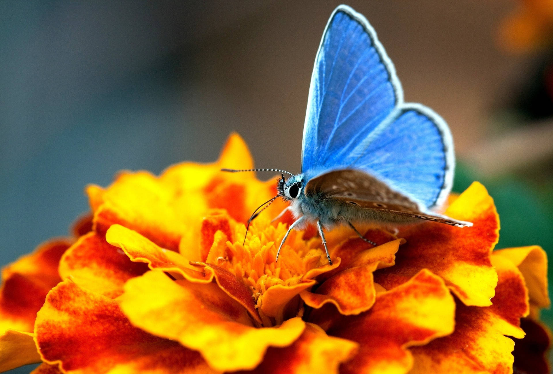 Fondo de pantalla de primer plano de una flor naranja con una mariposa azul Karner posada.