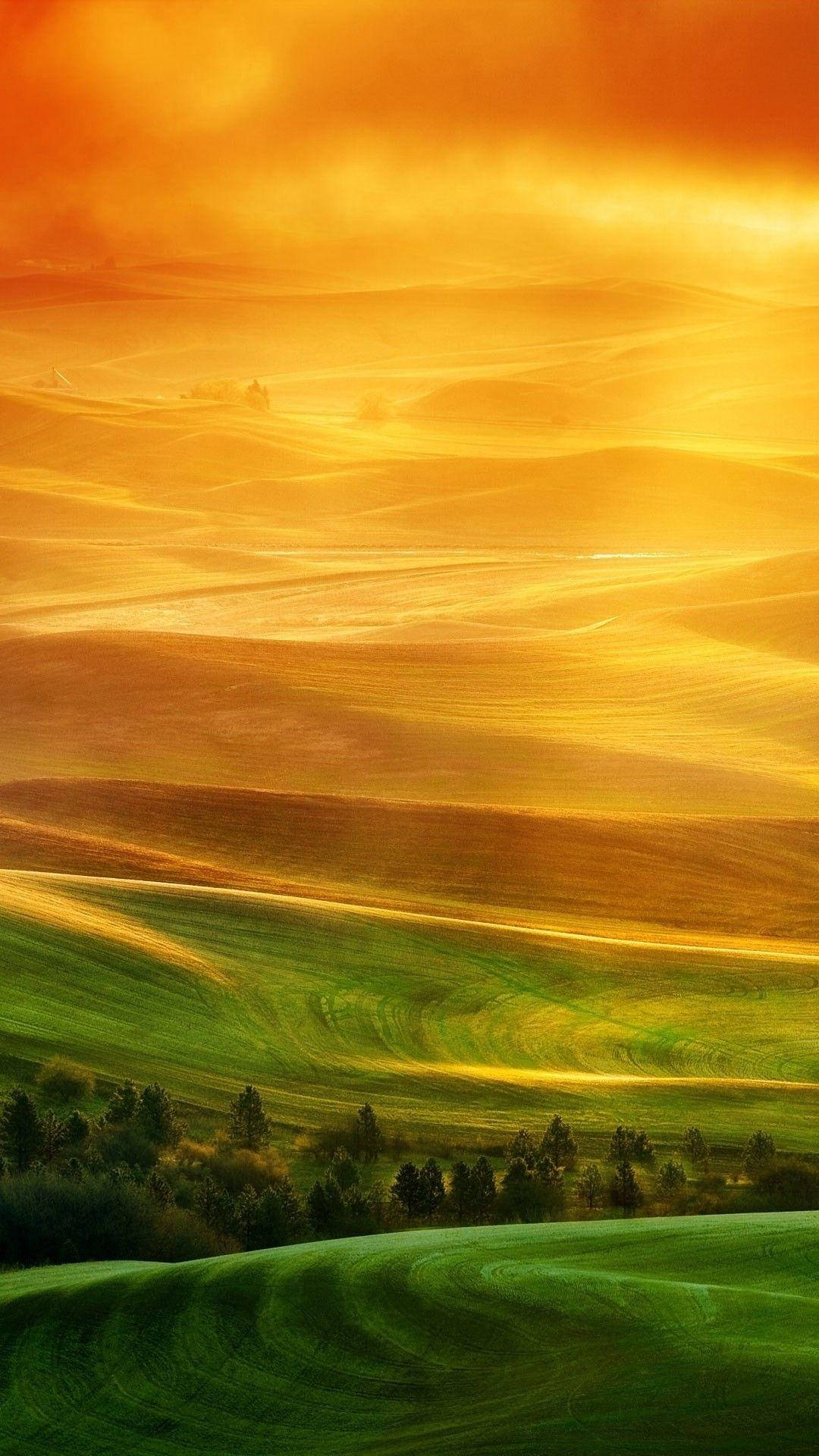 Xiaomi Desert Trees Fondos de pantalla