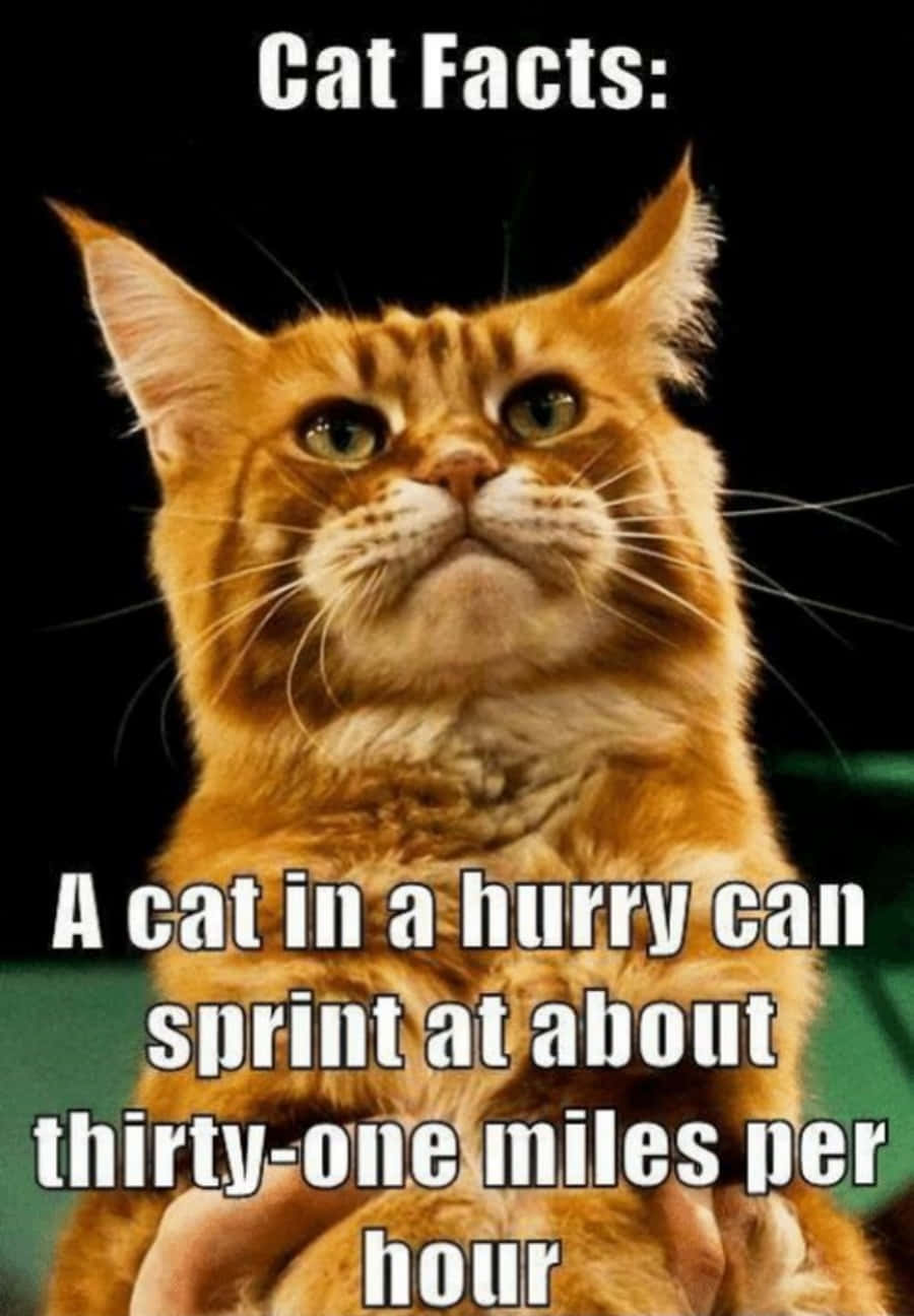 ¿Ya escuchaste el último meme de gatos? Fondos de pantalla
