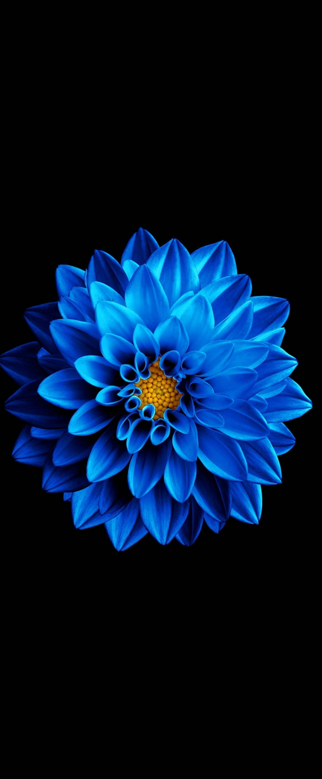 Super AMOLED Zinnia Azul Fondos de pantalla