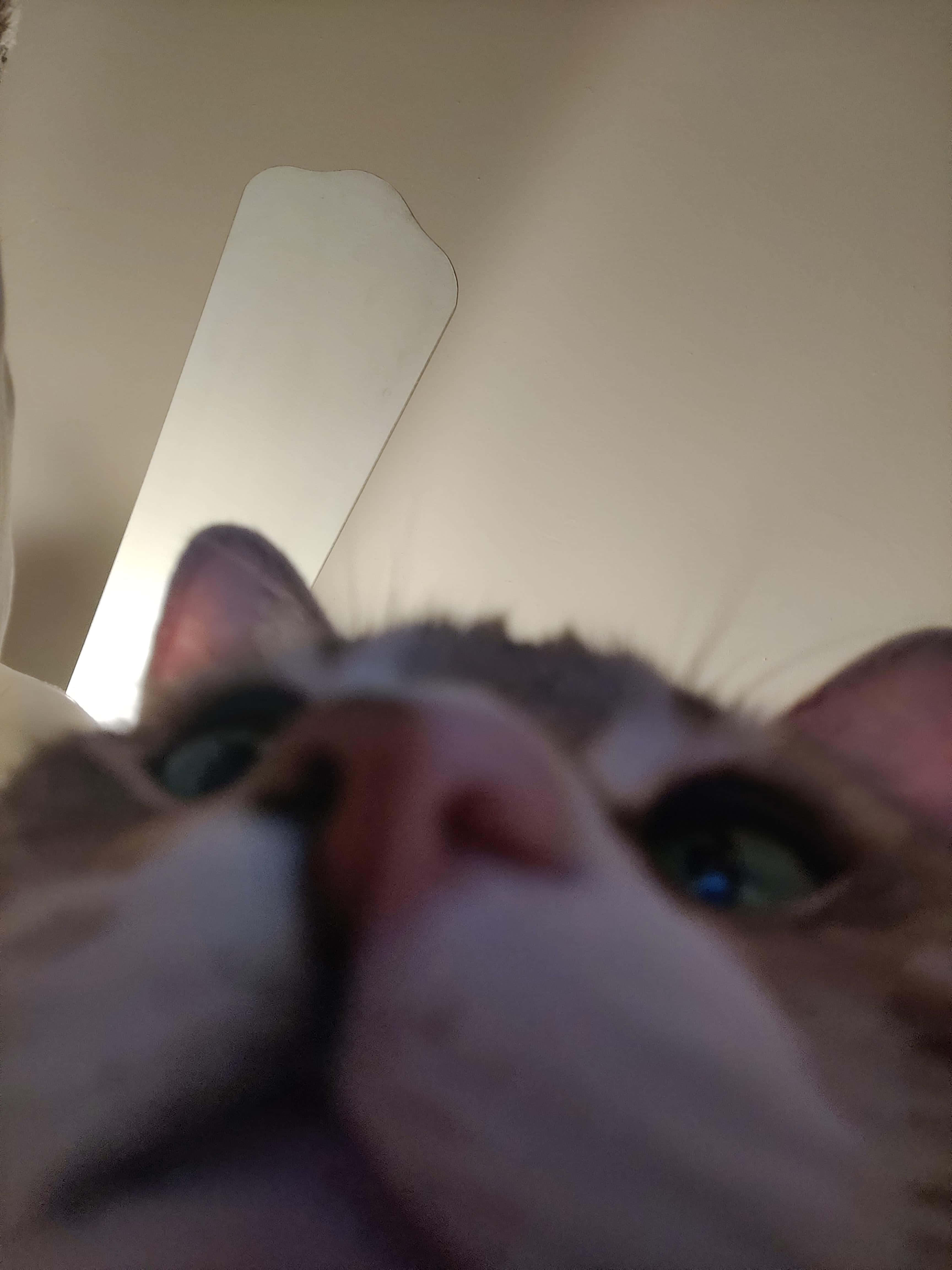 Zoom al hocico de un gato adorable para foto de perfil Fondos de pantalla