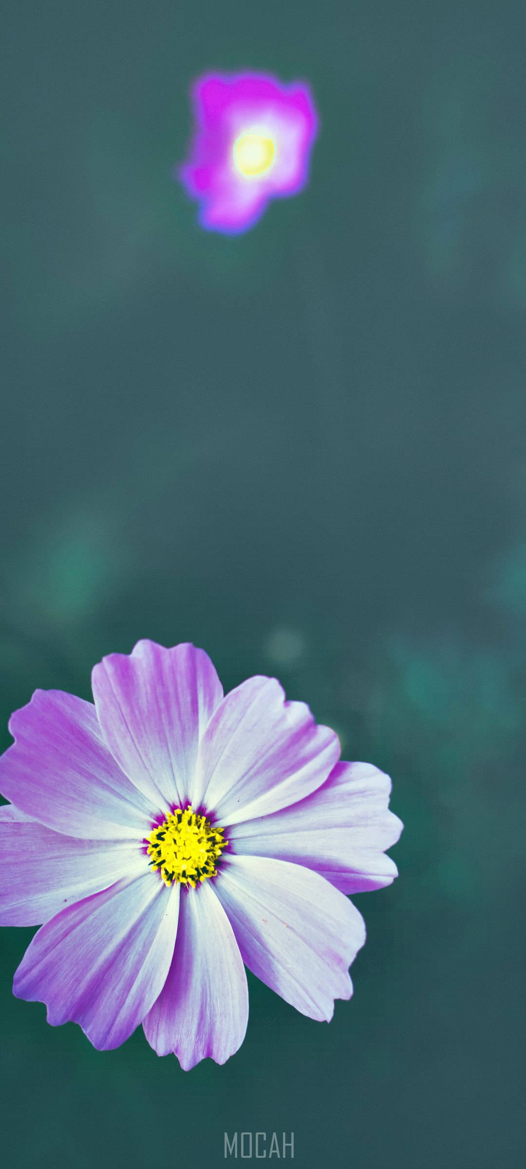 Zoom Flor Púrpura Blanca Teléfono Fondos de pantalla