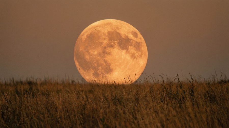 Una luna de cosecha anaranjada proyectaba un cálido resplandor sobre un campo de hierba seca.