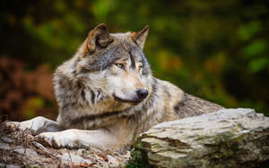 Fondo de pantalla de foto de animal lobo blanco y gris